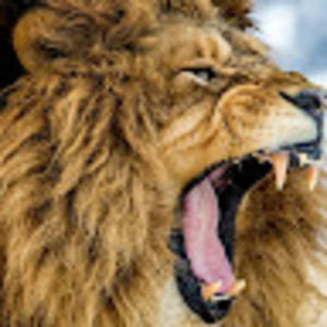 Meet your Posher, Suraj